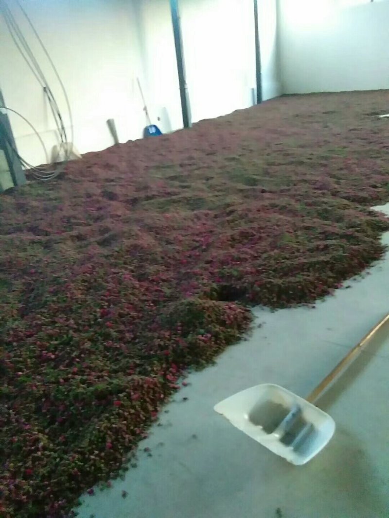 甘肃永登苦水玫瑰