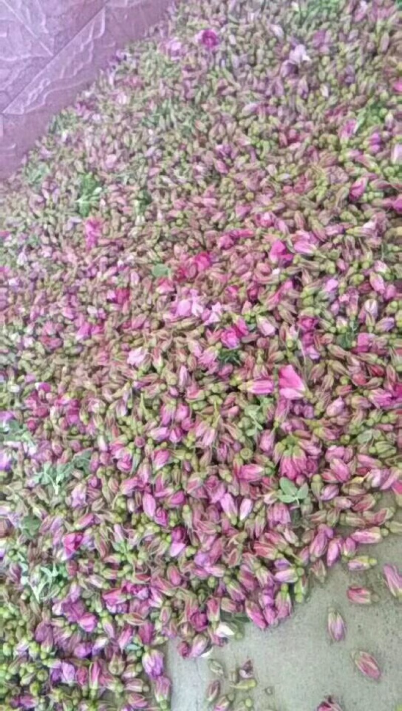 甘肃永登苦水玫瑰