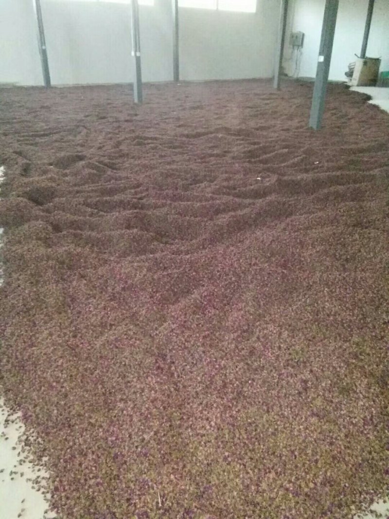 甘肃永登苦水玫瑰