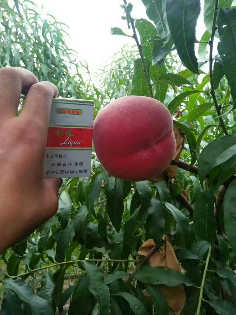 桃树苗