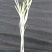 韭菜产品