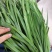 大量优质韭菜