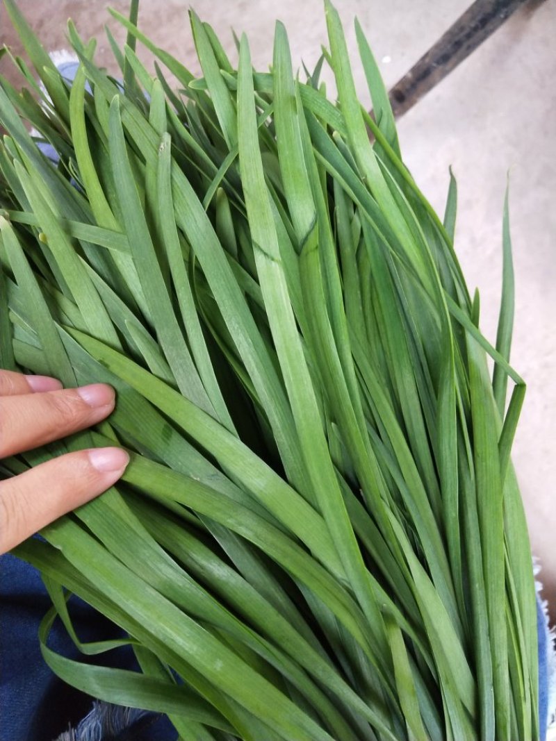 大量优质韭菜