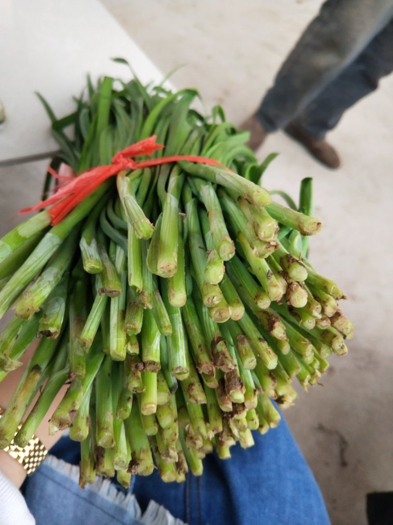 大量优质韭菜