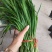 大量优质韭菜
