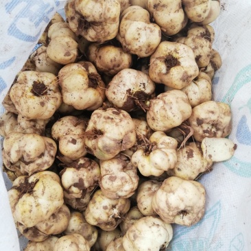 药食两用鲜百合，需要的联系