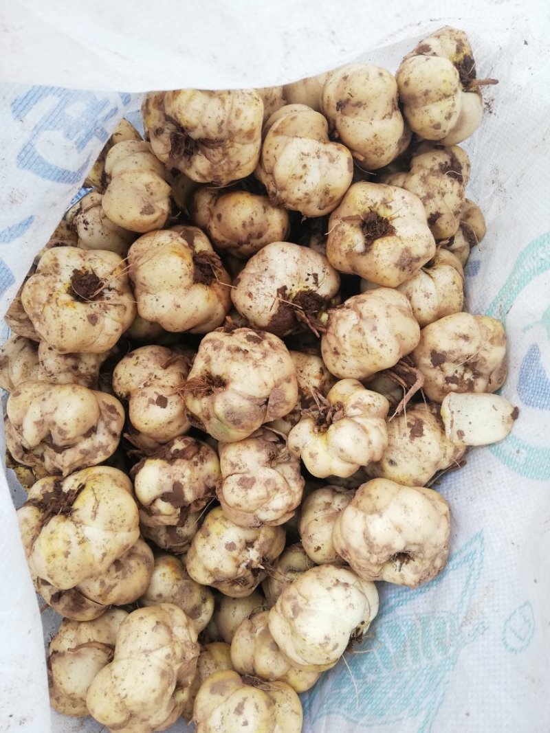 药食两用鲜百合，需要的联系