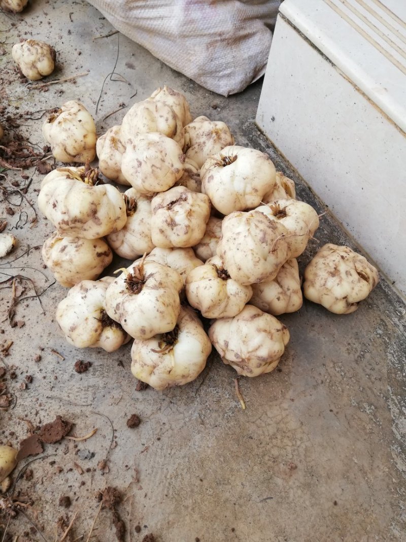 药食两用鲜百合，需要的联系