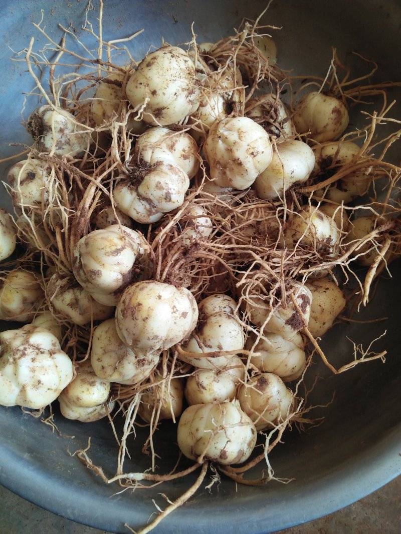 药食两用鲜百合，需要的联系
