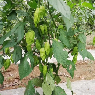 工业辣椒