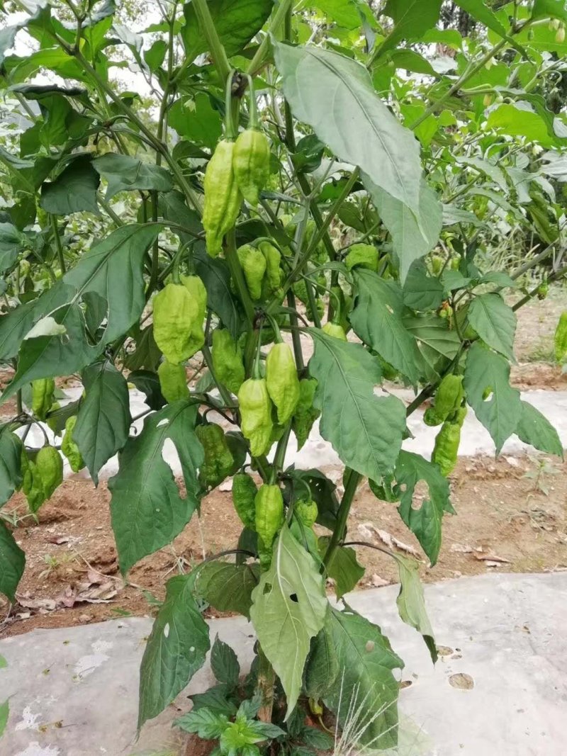 工业辣椒