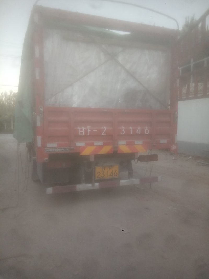 敦煌红提万亩葡萄基地