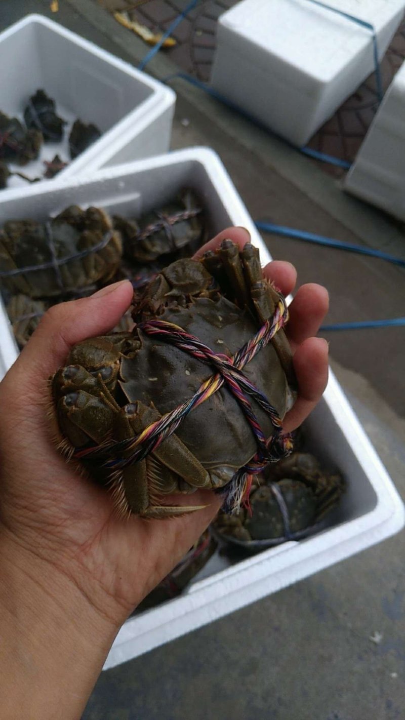 黄河口大闸蟹
