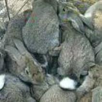 比利时兔—贵州武陵兔爷繁育种兔贵州铜仁武陵兔业(政府机构