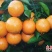 麻阳脐橙