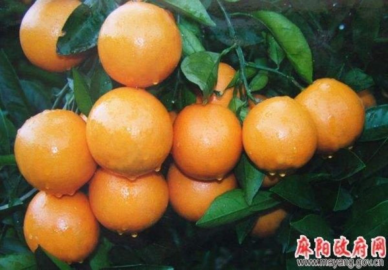 麻阳脐橙