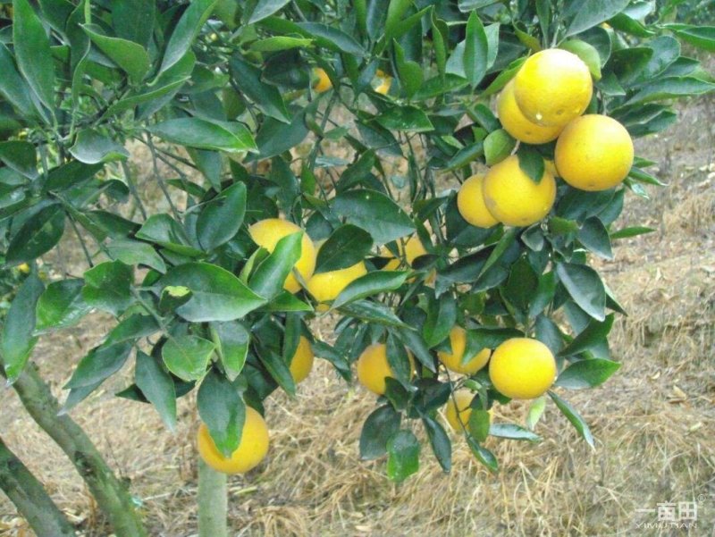 麻阳脐橙