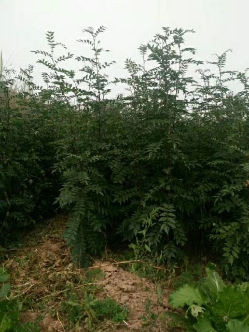 花椒苗