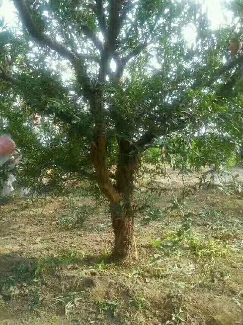 花椒苗