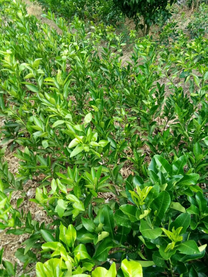 夏橙苗一年苗50－100公分高，两年苗.抗病力强