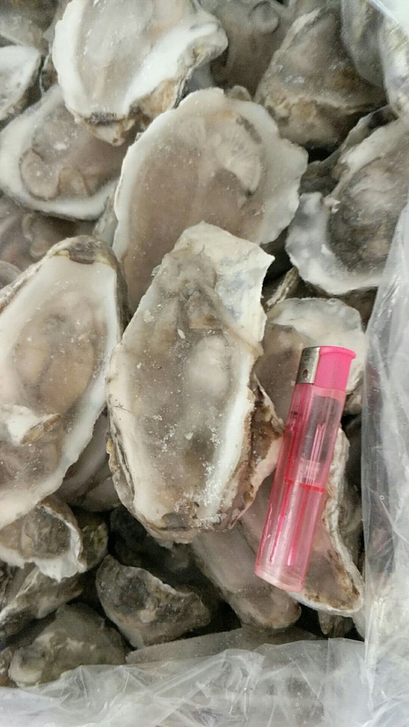 半壳冰冻生蚝海鲜烧烤店必备货源