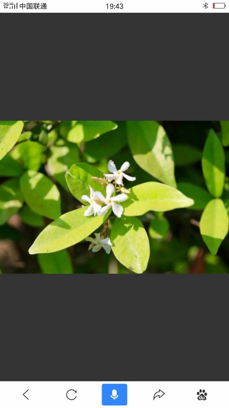 风车茉莉
