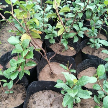 风车茉莉