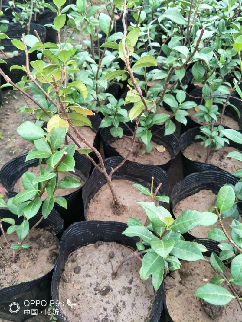 风车茉莉