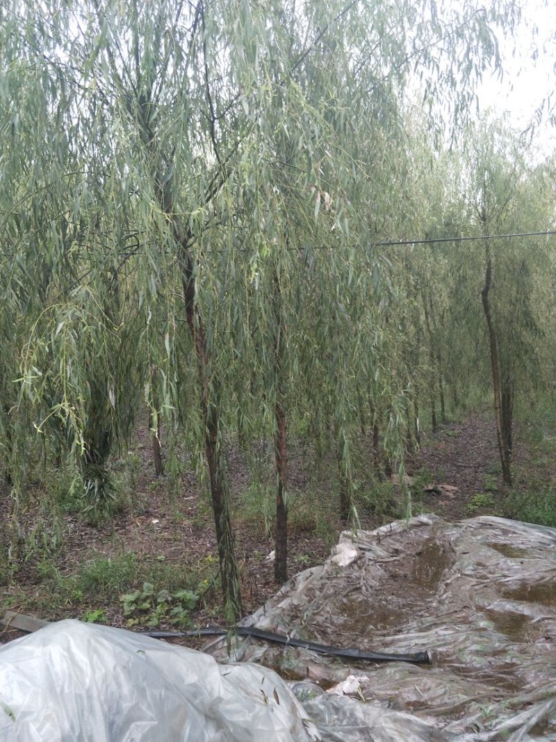 垂柳