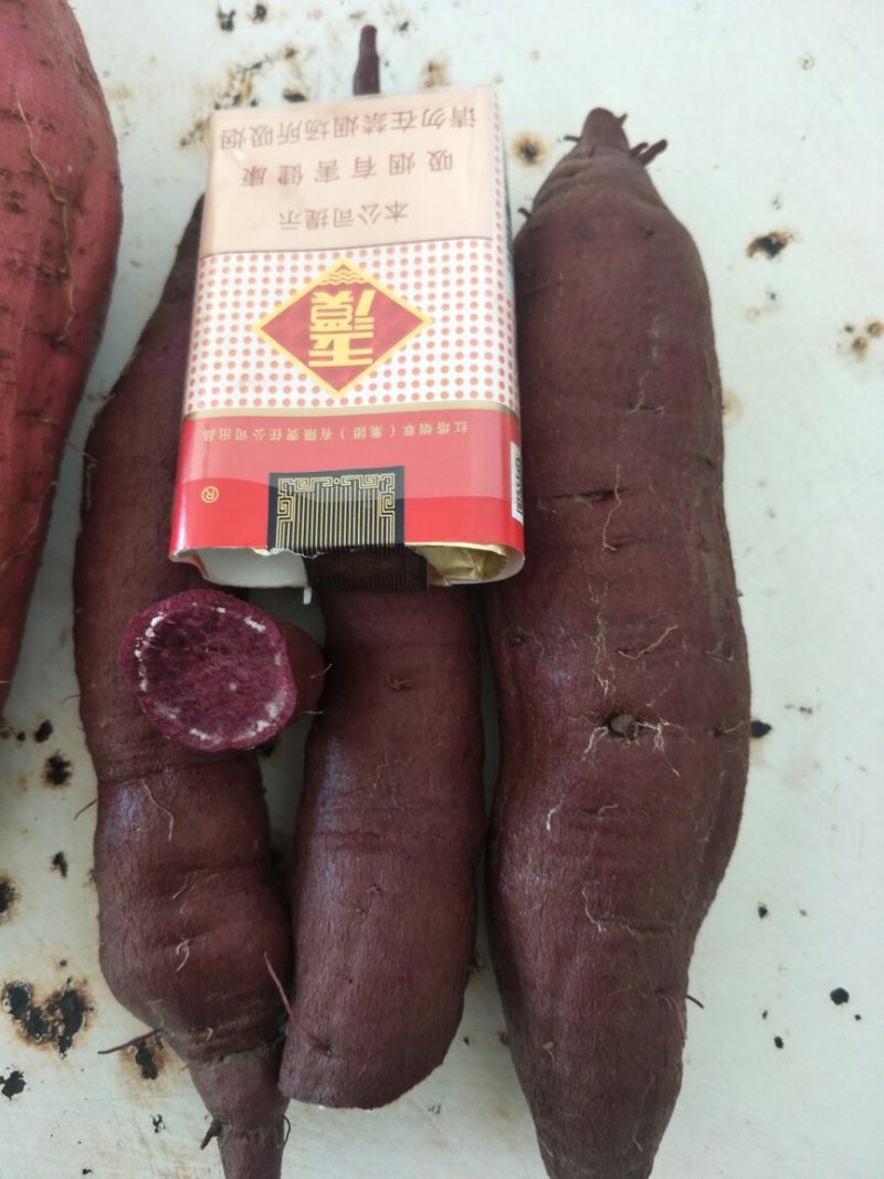 商薯19，济薯26，西瓜红，大量出货