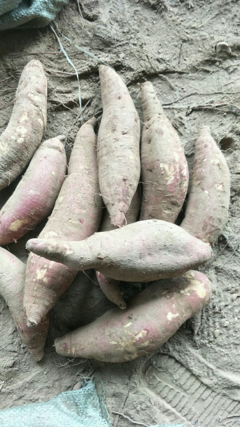 商薯19，济薯26，西瓜红，大量出货