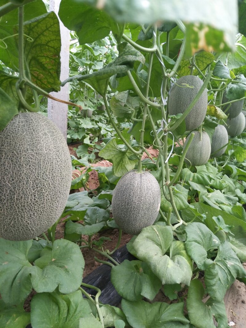 【小蜜25号】，哈密瓜大量上市中，新鲜采摘产地直供