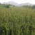 杜鹃映山红苗木