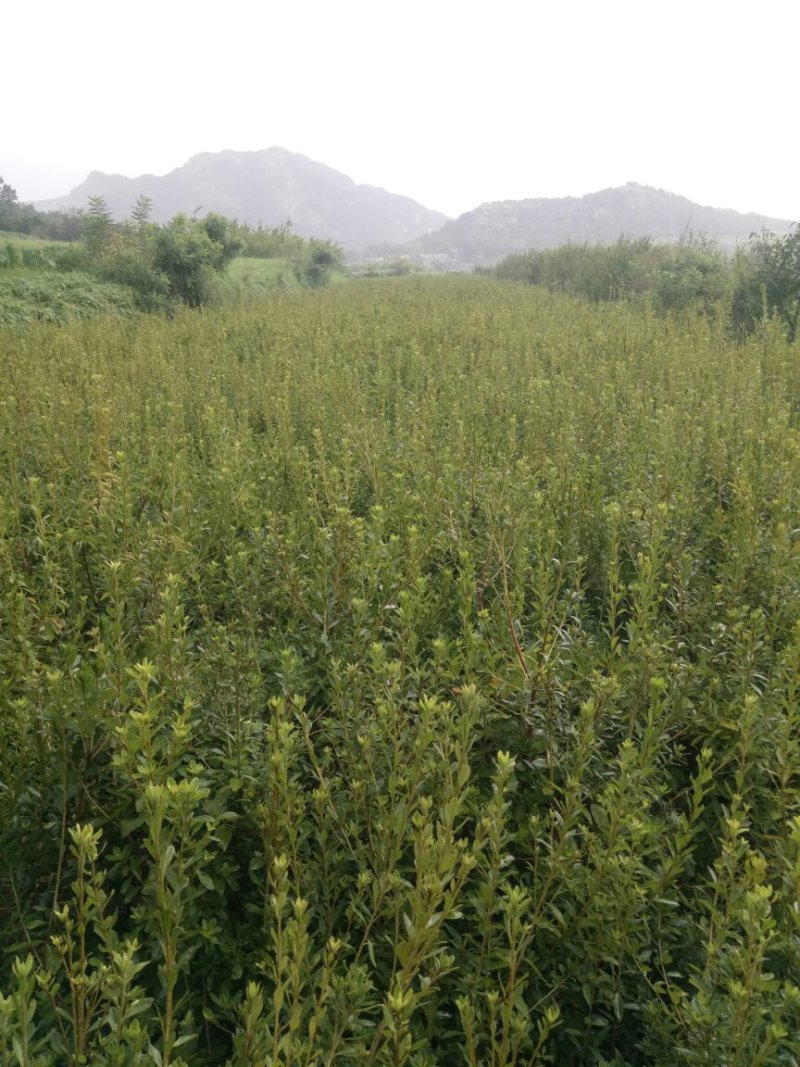 杜鹃映山红苗木