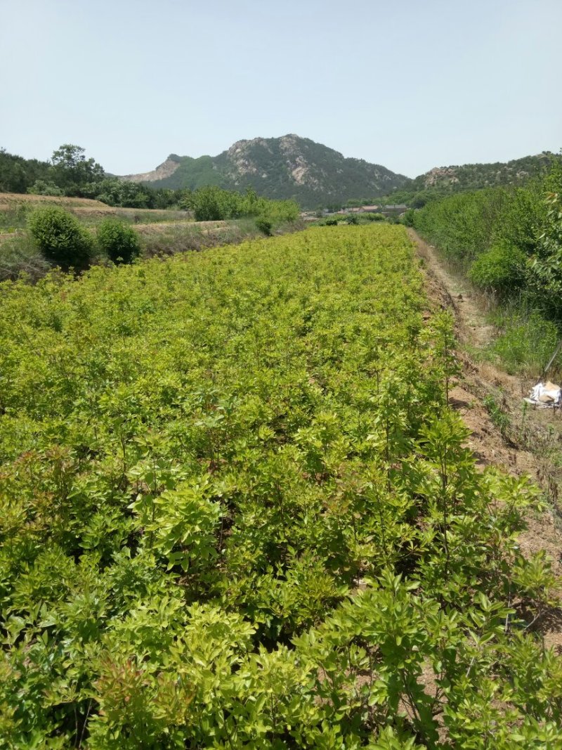 杜鹃映山红苗木