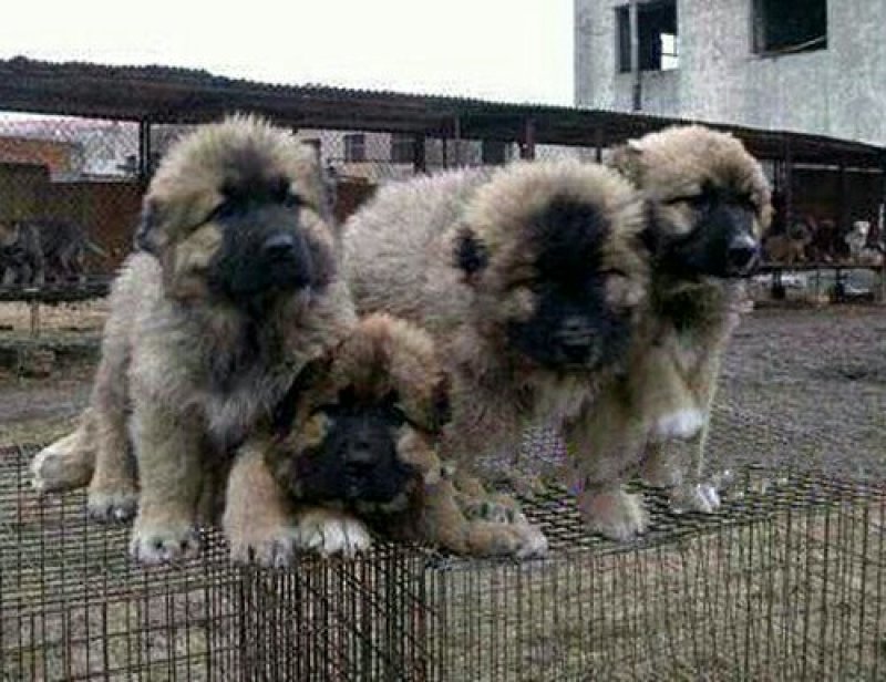 德国牧羊犬母幼年