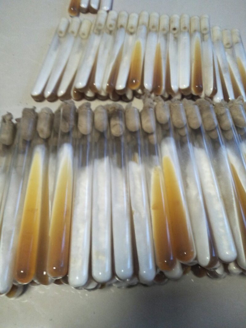 平菇菌种，栽培种，停售