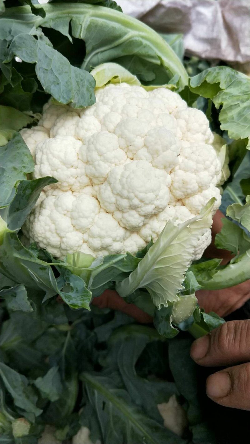 菜花
