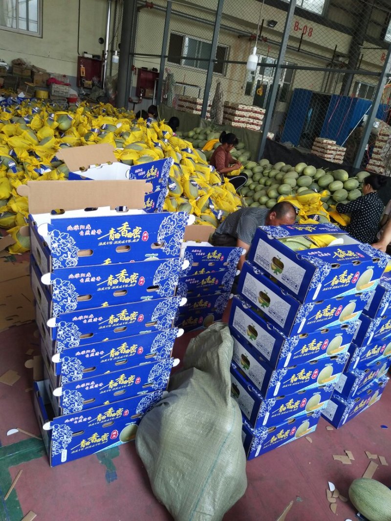 小蜜25号，哈密瓜产地直供，新鲜采摘大量上市中