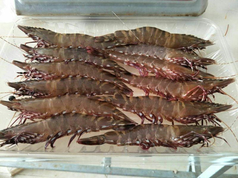 斑节虾