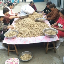 全部黑花生手挑果纯手工作业