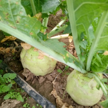 芥菜，光头，小叶量大