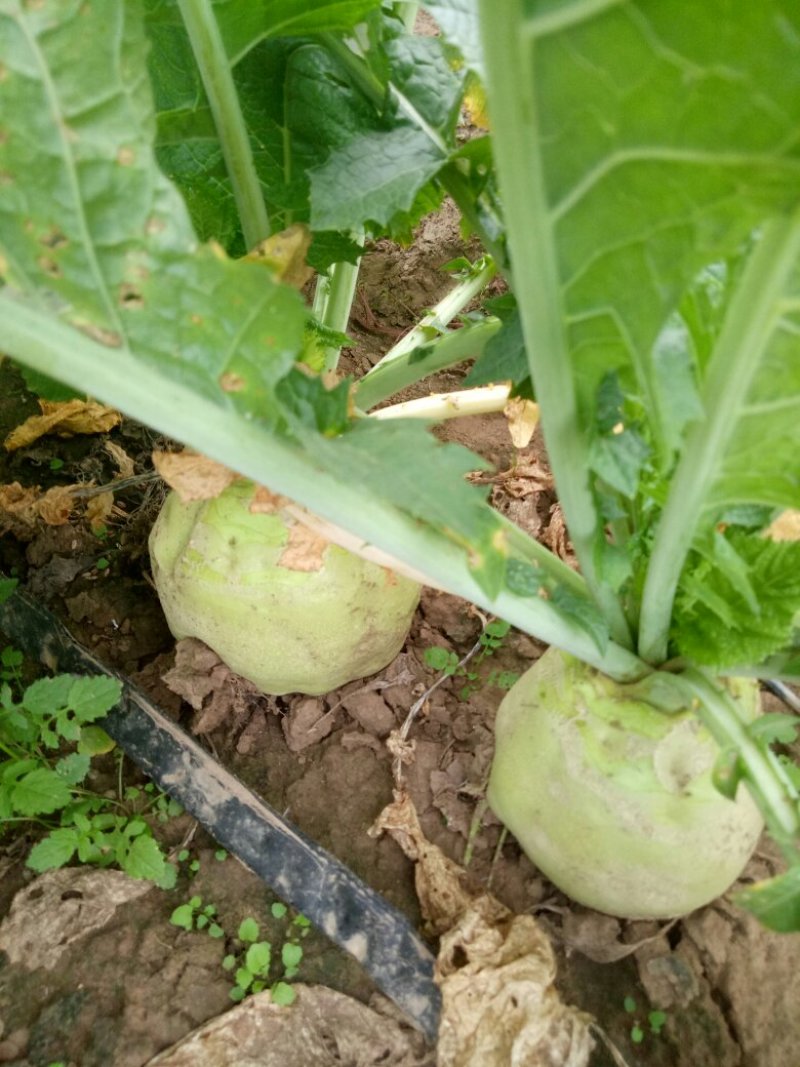 芥菜，光头，小叶量大