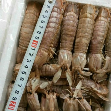 皮皮虾