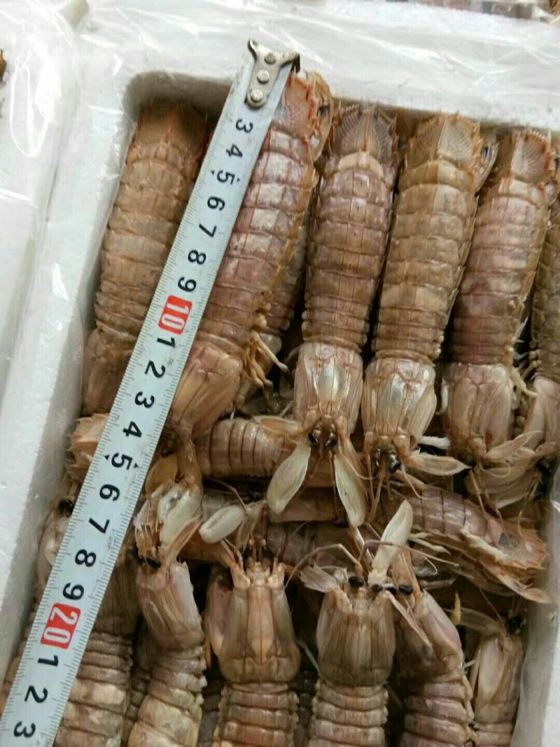 皮皮虾