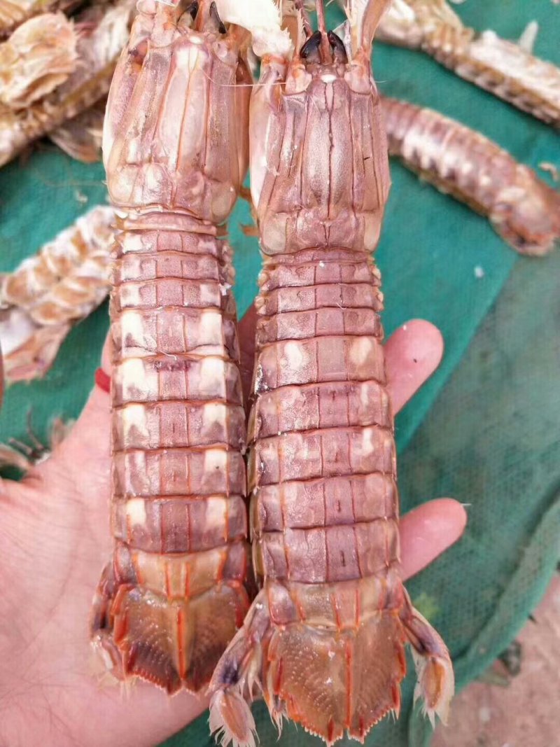 皮皮虾