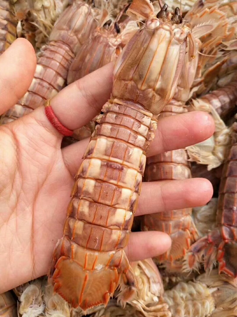 皮皮虾