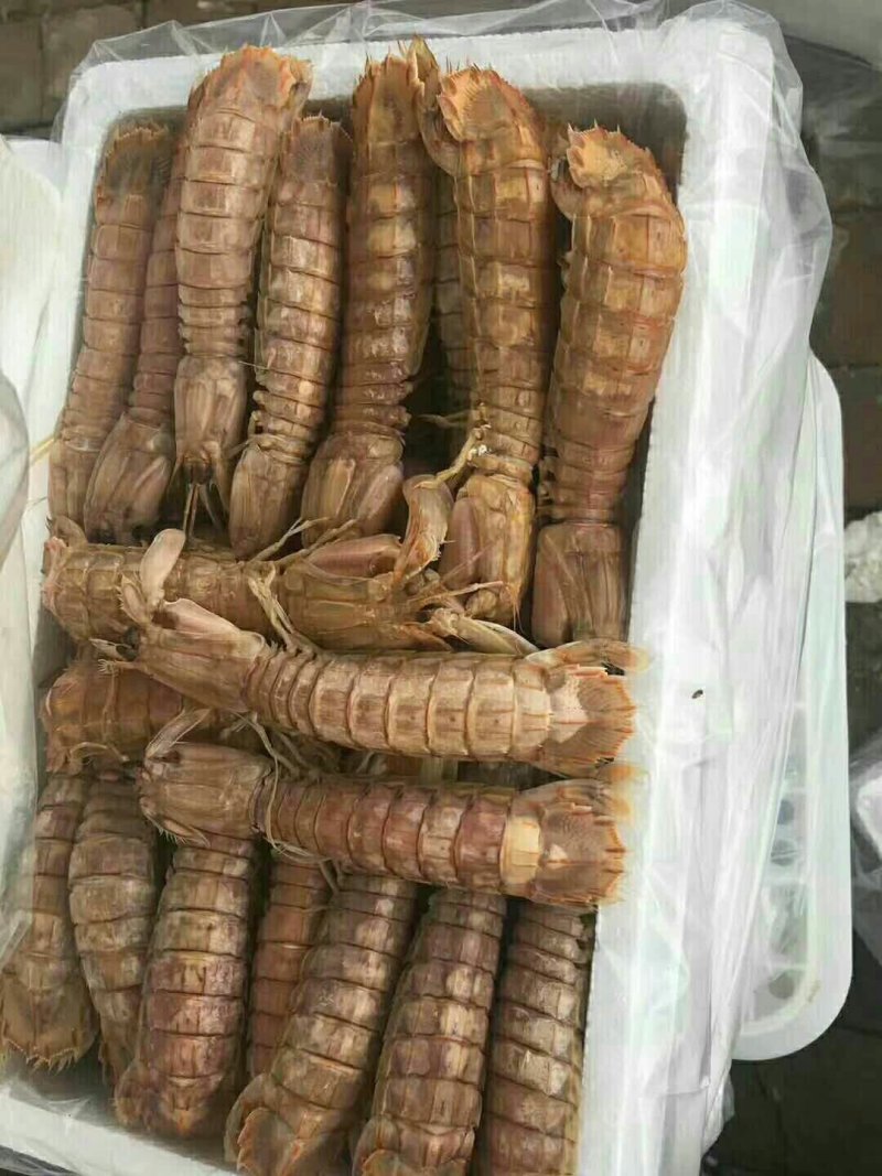皮皮虾