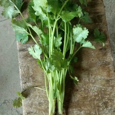 大叶香菜
