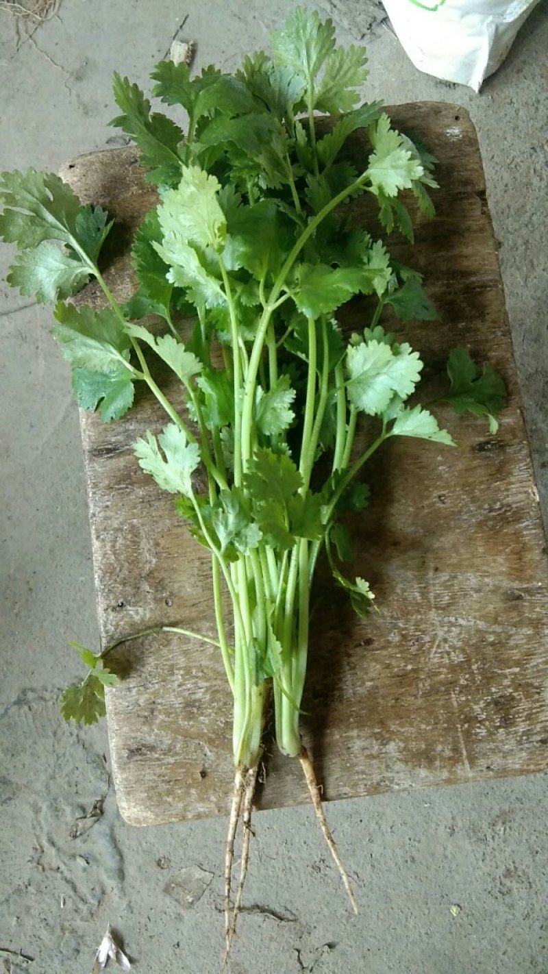 大叶香菜
